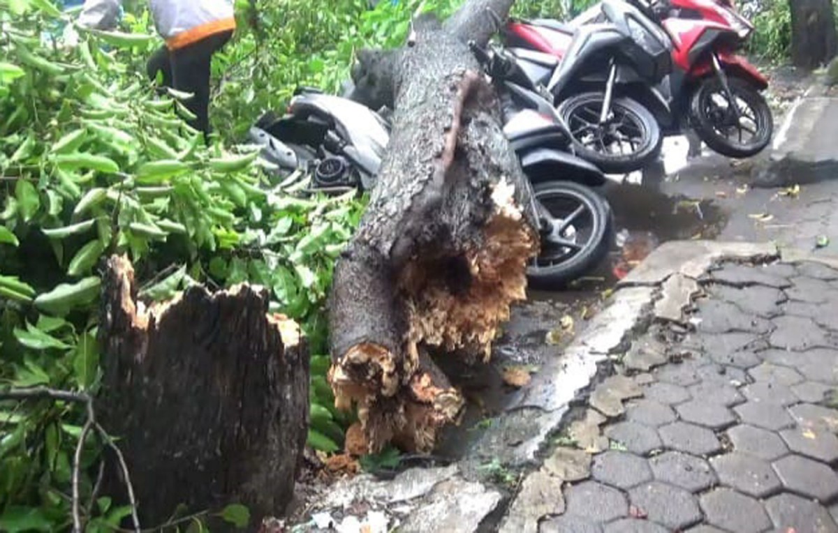 Pohon Tumbang Akibat Hujan Angin di Jombang Timpa 3 Motor