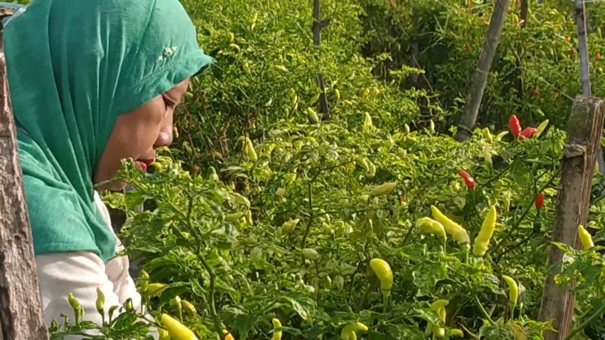 Petani cabai rawit di Desa Keras, Kecamatan Diwek, Jombang saat memanen cabai.(Foto: Elok Aprianto/jatimnow.com)
