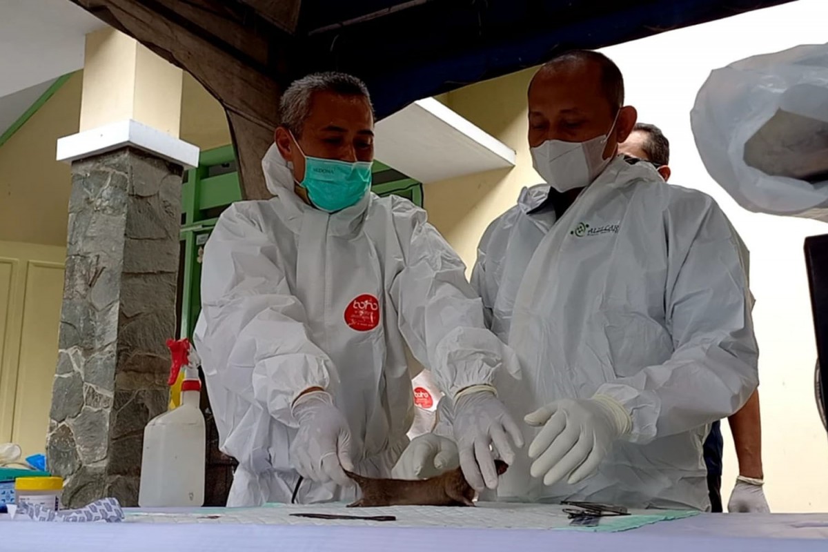 Petugas saat melakukan pengambilan sampel organ tikus (Foto: Bramanta Pamungkas/jatimnow.com)