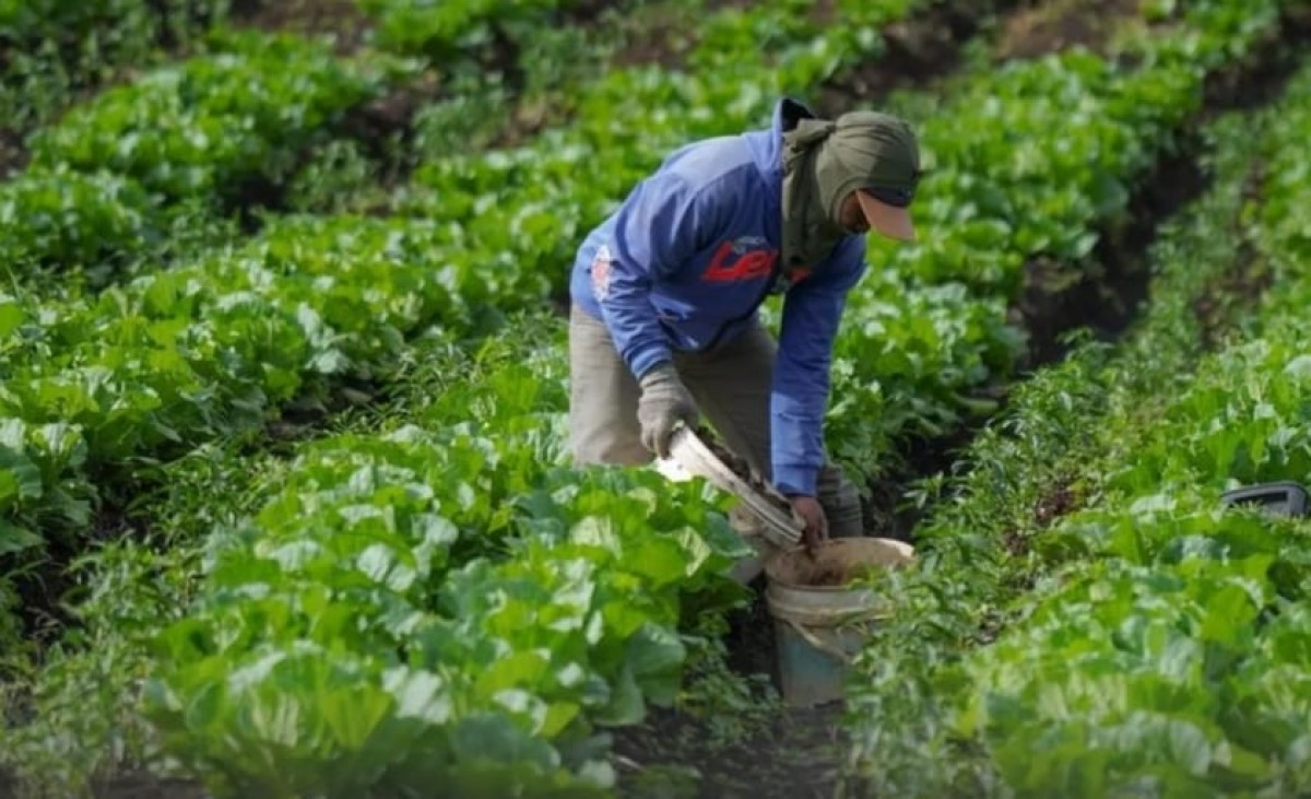 Harga Sayur Tak Menentu, Petani Diajak Lirik Kopi
