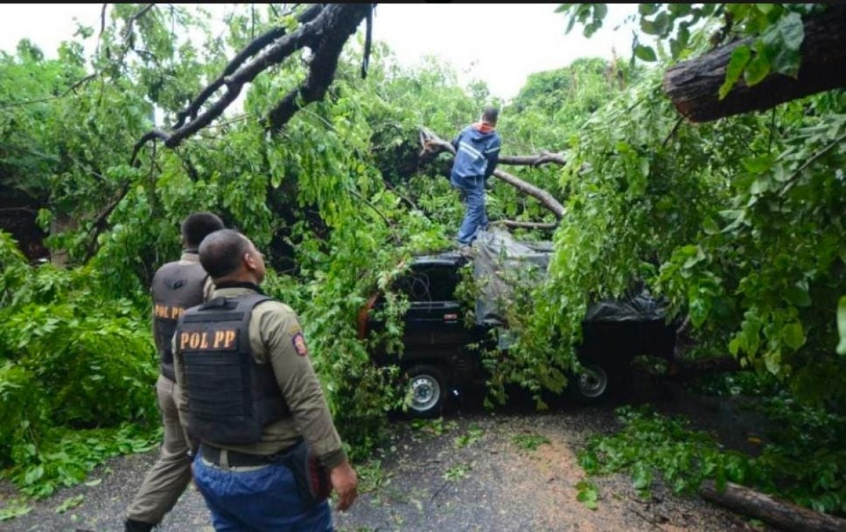 Pohon tumbang akibat hujan deras perlu diwaspadai merujuk data dari BMKG Tanjung Perak Surabaya. (foto: dok jatimnow.com)