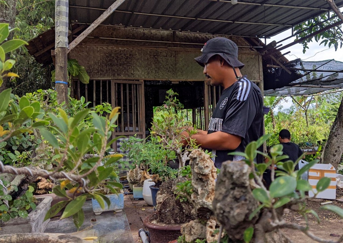 Totok Sujatmiko ditengah kesibukannya merawat bonsai mini. (foto: Misbahul Munir/jatimnow.com)