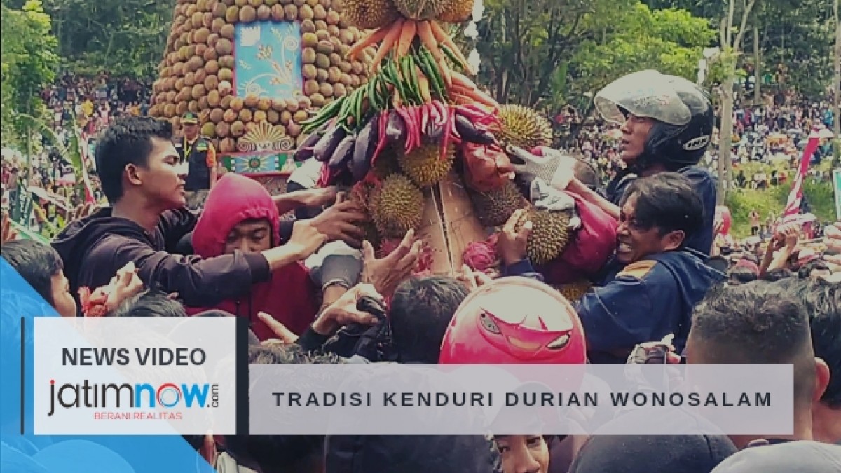 Tradisi Kenduri Durian Wonosalam | Keseruan Berebut Ribuan Durian