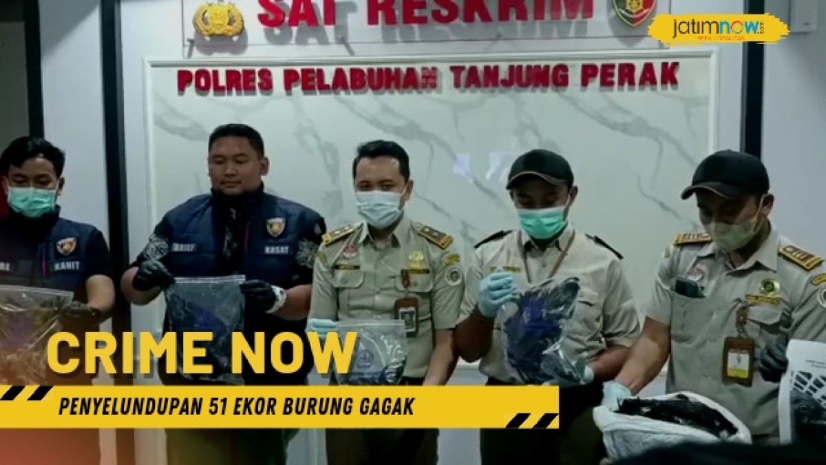 Penyelundupan 51 Burung Gagak Digagalkan