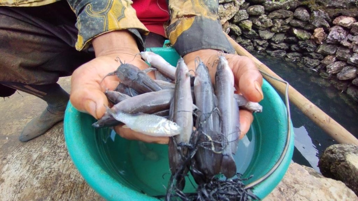 Ribuan ikan air tawar di Pacitan mati mendadak. (Foto: Erwin for jatimnow.com)