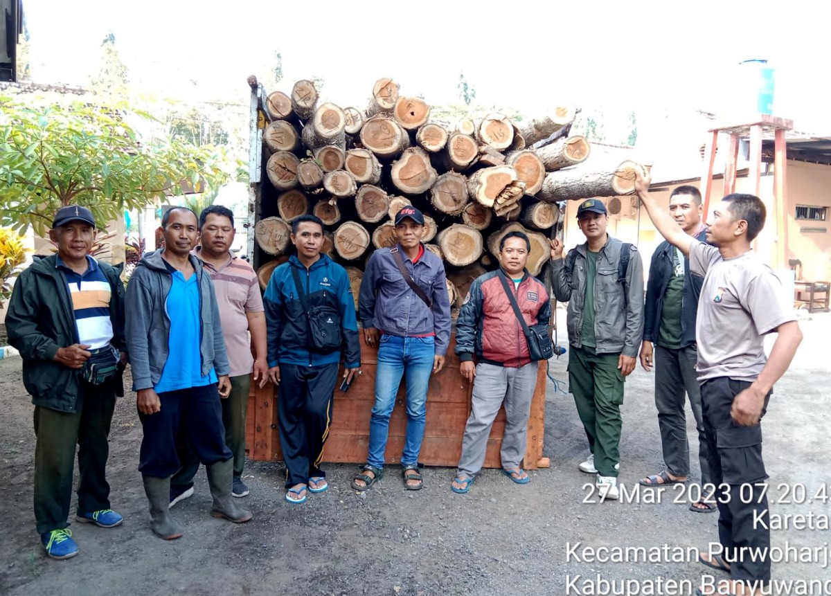 Anggota Polsek Purworejo bersama petugas kehutanan menyita 88 kayu jati ilegal di Banyuwangi. (foto: Polsek Purworejo for jatimnow.com)