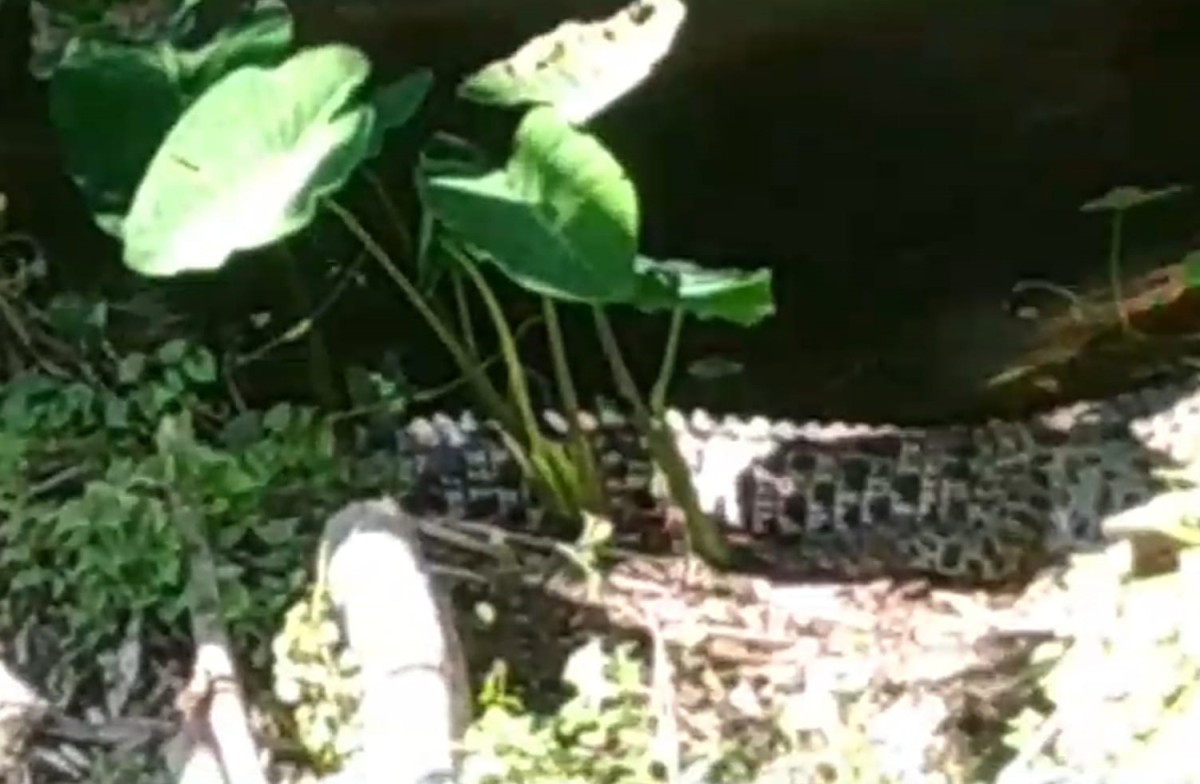 Penampakan buaya muara di Sungai Janti, Kediri (Foto: Muryadi for jatimnow.com)