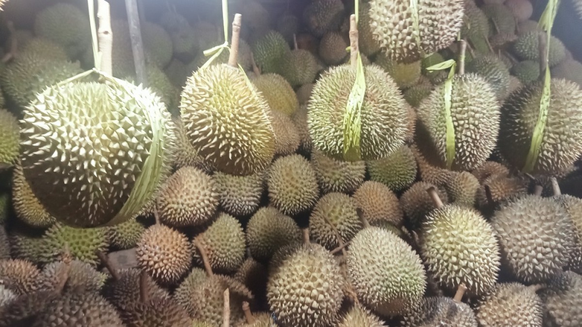 Durian di wisata religi Masjid Cheng Hoo Pandaan. (Foto: Markonah for jatiimnow.com)