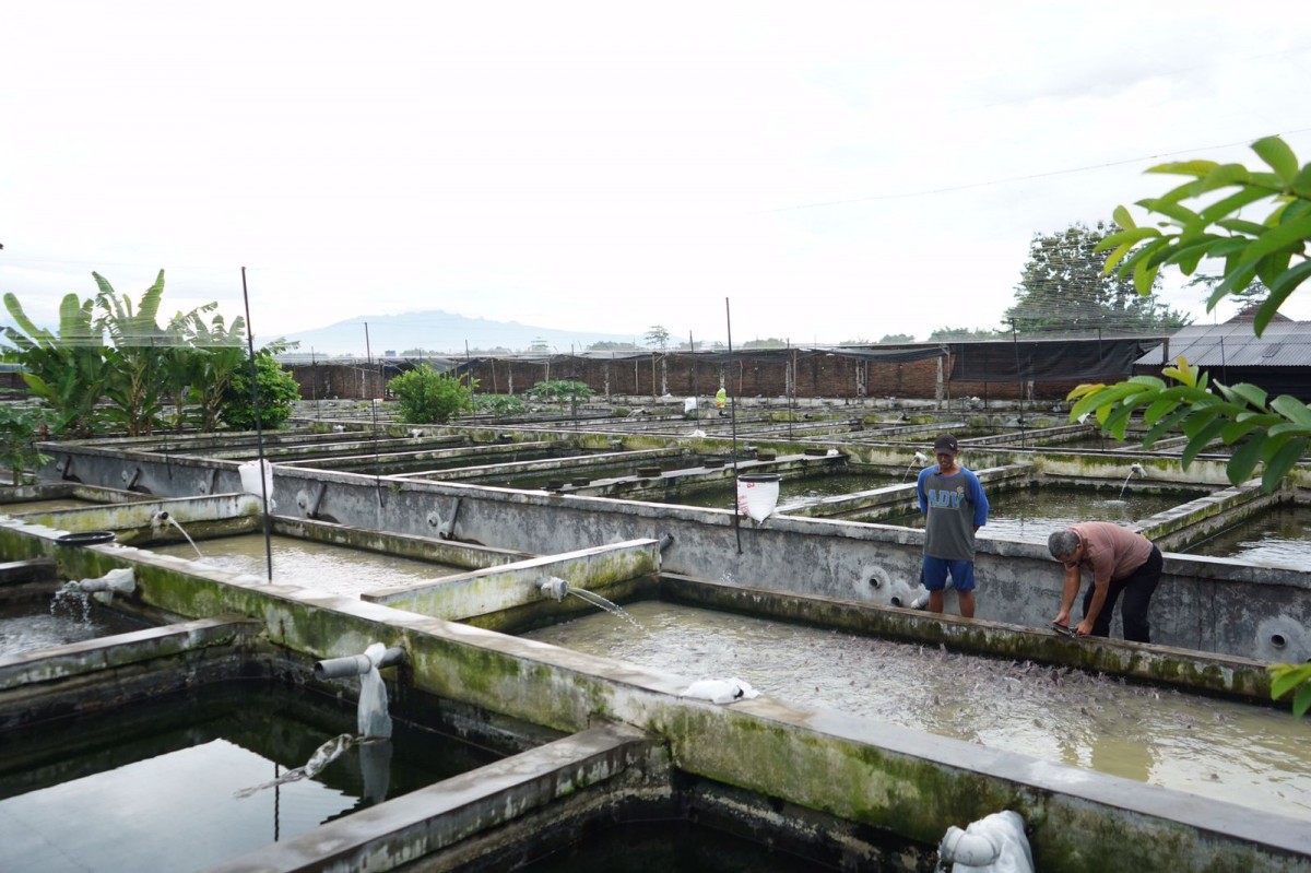 Kolam budidaya lele di Kabupaten Kediri (Foto: Humas Pemkab Kediri/jatimnow.com)