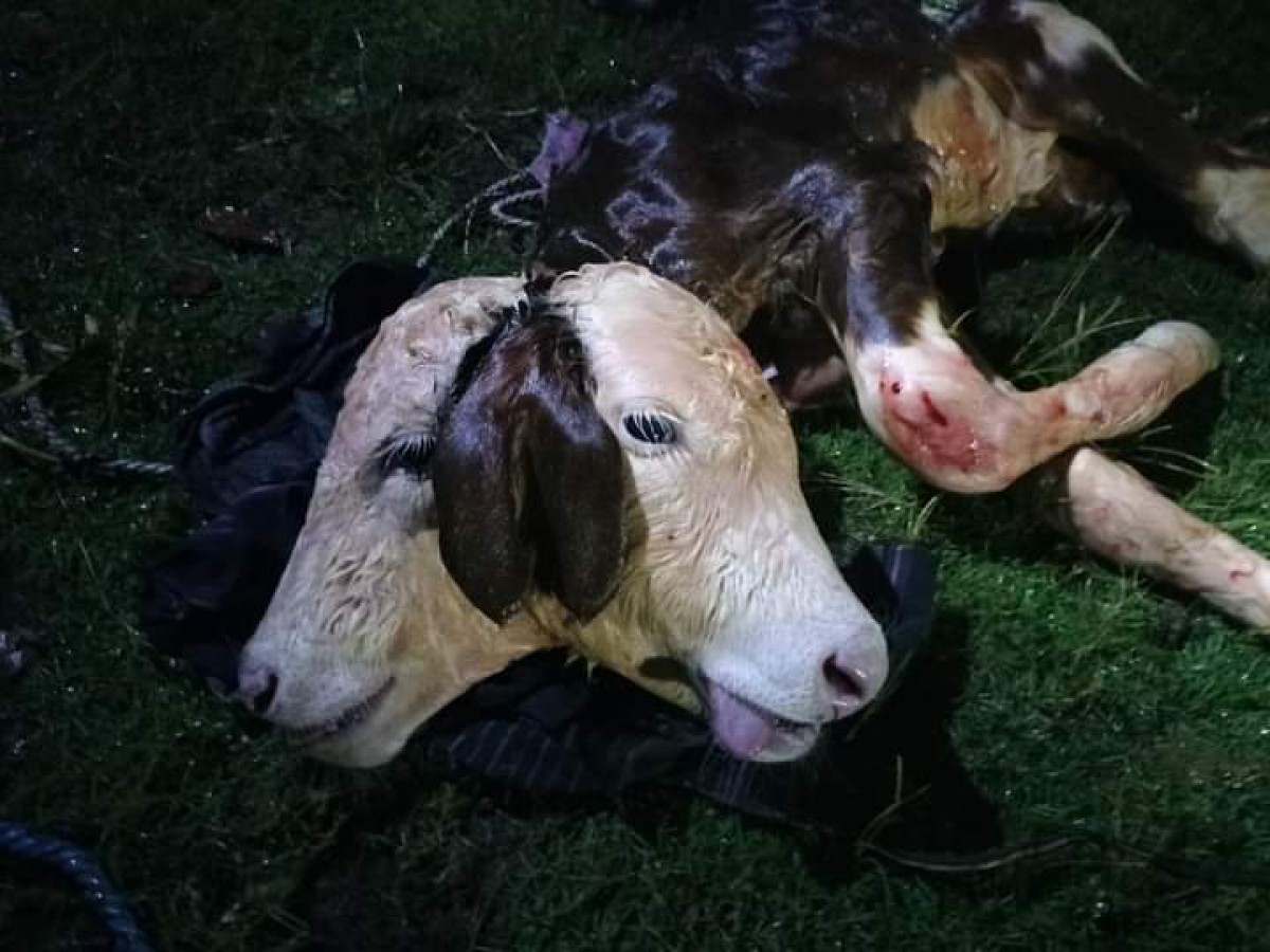 Sapi berkepala dua milik warga Kabupaten Malang. (Foto: Arga Vitha to Jatimnow.com)