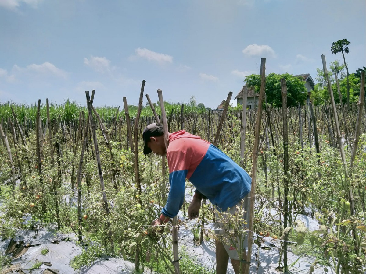 Cerita Petani Tomat di Jombang Hadapi Cuaca Ekstrem