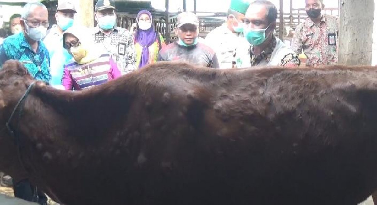 Bupati memantau sapi terkena LSD di Dusun Gempolpait, Desa Banjaradowo, Kecamatan Jombang. (Foto: Elok Aprianto/jatimnow.com)