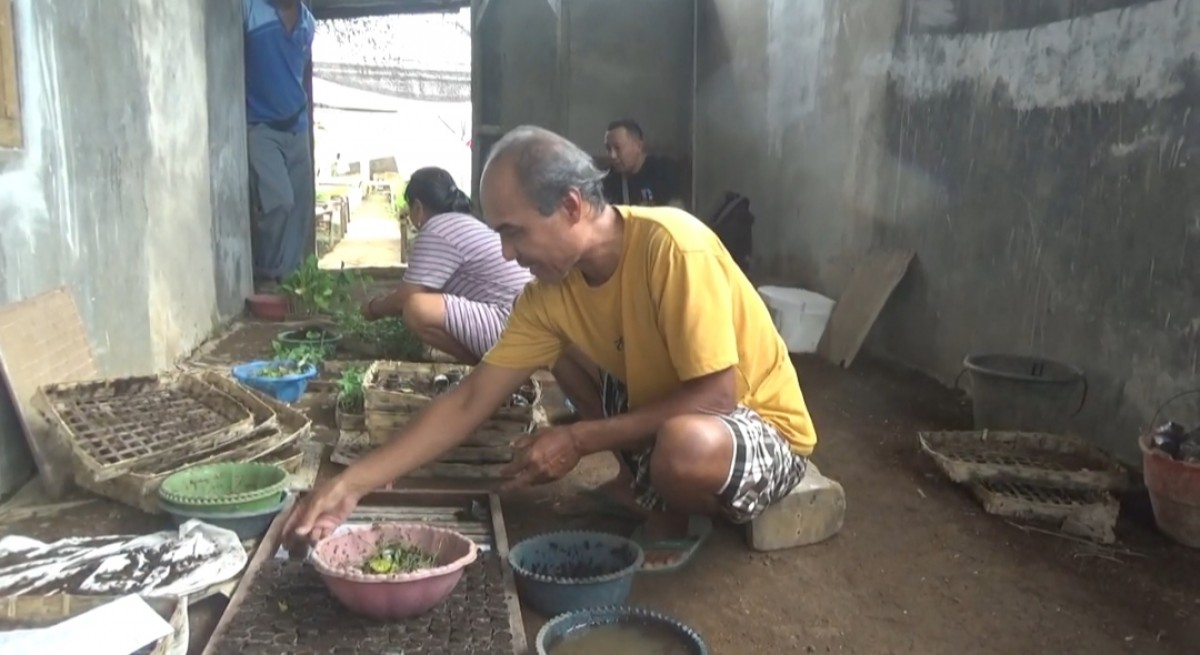 Muharrom (50) saat ditemui di usaha pembibitan benih cabai rawit miliknya di Dusun Curah Palung, Desa Kradenan, Kecamatan Purwoharjo, Banyuwangi. (Foto: Eko Purwanto/jatimnow.com)