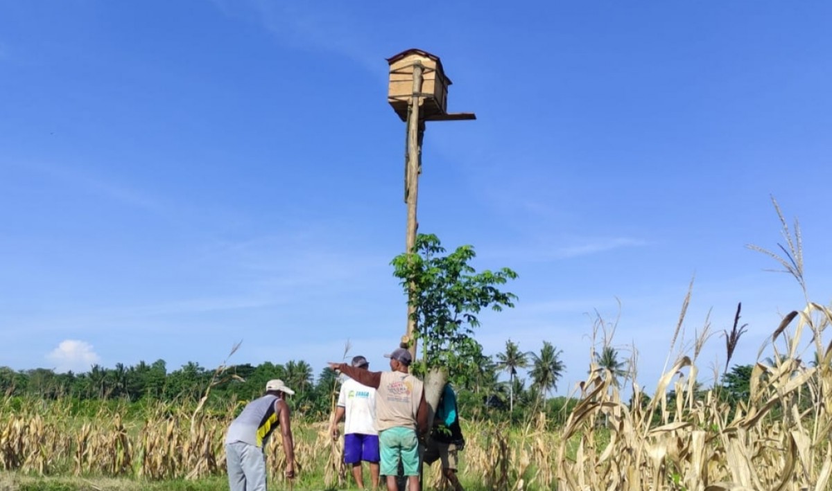 Petani Banyuwangi Manfaatkan Burung Hantu Basmi Hama Tikus