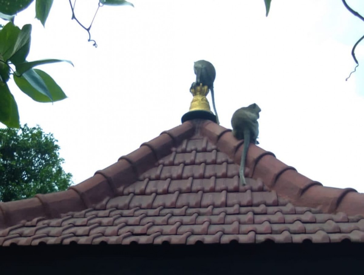 Monyet yang mendatangi permukiman. (Ibrahim to Jatimnow.com)