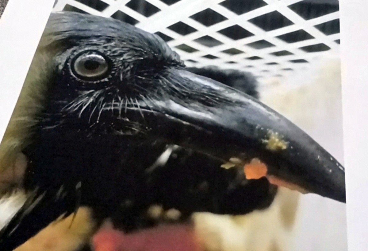 Penyelundupan 51 Ekor Gagak untuk Ritual Mistis Digagalkan di Surabaya