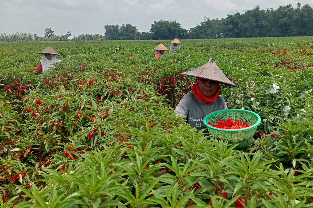 Petani bunga pacar air memanen tanaman di lahan persawahan Dusun/Desa Dukuhklopo, Kecamatan Peterongan, Jombang. (foo: Elok Aprianto/jatimnow.com)