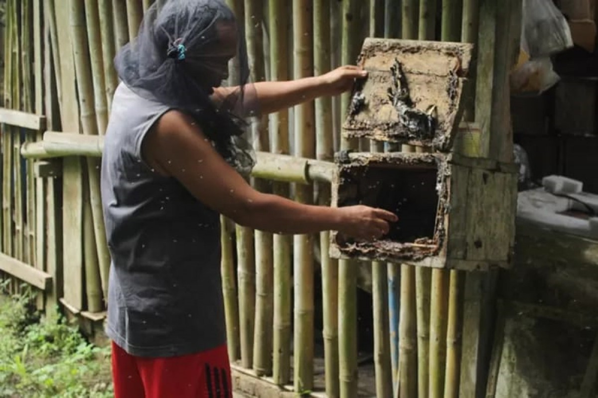 Sutekad (53) saat memanen madu tawon klanceng dari papan kayu yang sudah dimodifikasi. (foto Eko Purwanto/jatimnow.com)