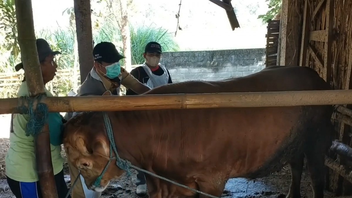 Petugas saat memberikan vaksin untuk mencegah penyebaran LSD di Kabupaten Blitar. (foto: Bramanta Pamungkas/jatimnow.com)