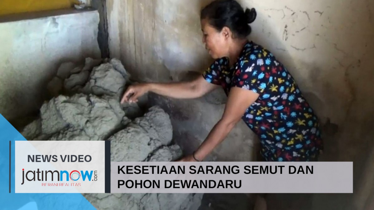 Kesetiaan Sarang Semut dan Pohon Dewandaru