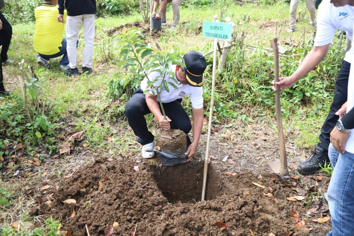 Penanaman 50 ribu pohon serentak di Trenggalek. (Foto-foto: Kominfo Trenggalek)