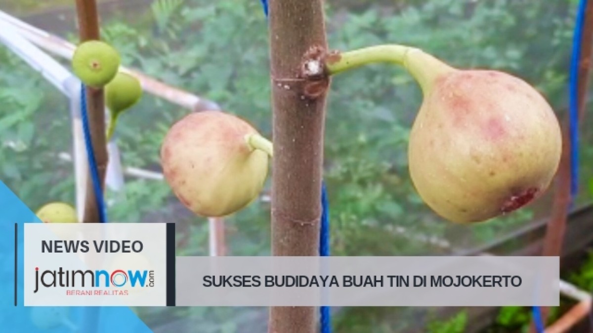 Sukses Budidaya Buah Surga Di Mojokerto