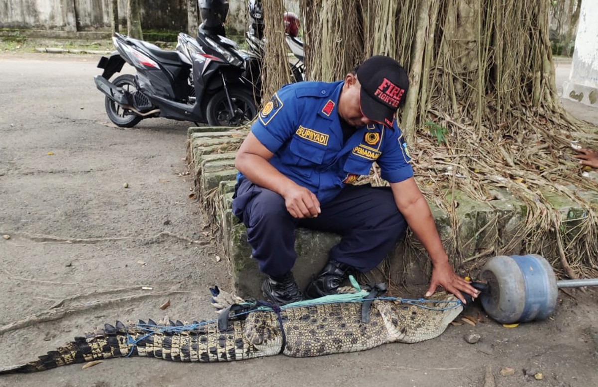 Buaya muara yang ditangkap warga telah diamankan BKSDA Jawa Timur di Kediri. (foto : Yanuar Dedy/jatimnow.com)
