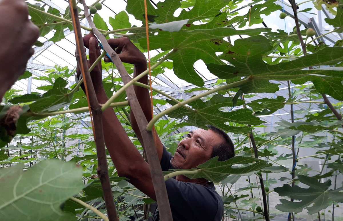 Jatuh-Bangun Yayan Hingga Sukses Budidaya Buah Tin di Mojokerto