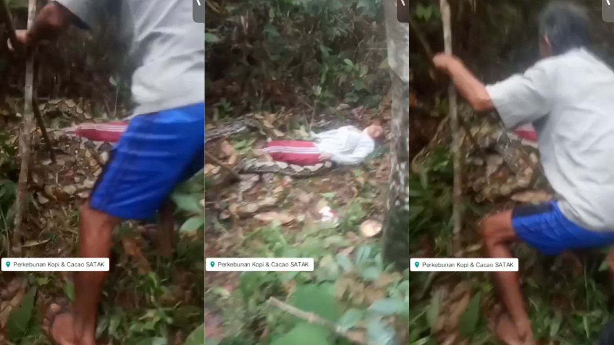 Kolase video wanita tewas dimangsa ular piton. (Foto: ist)