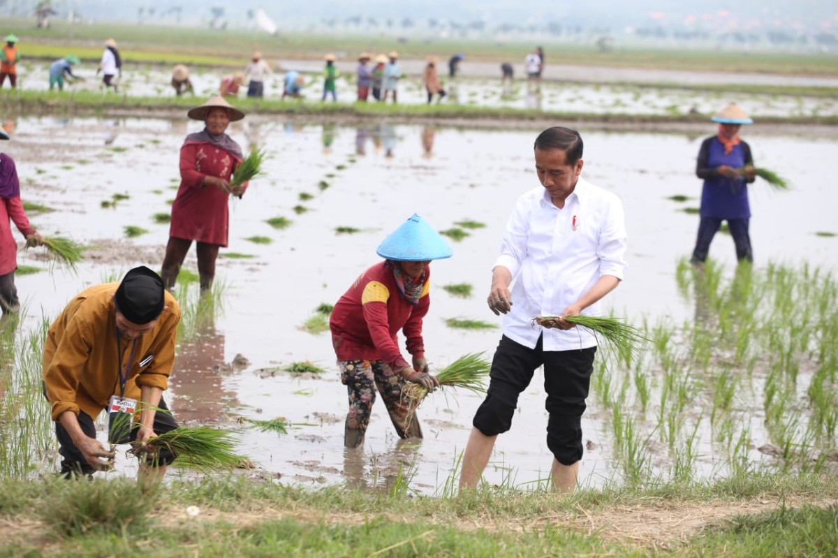 Presiden Joko Widodo menanam padi bersama petani di Tuban. (Foto: Kominfo Tuban for jatimnow.com)