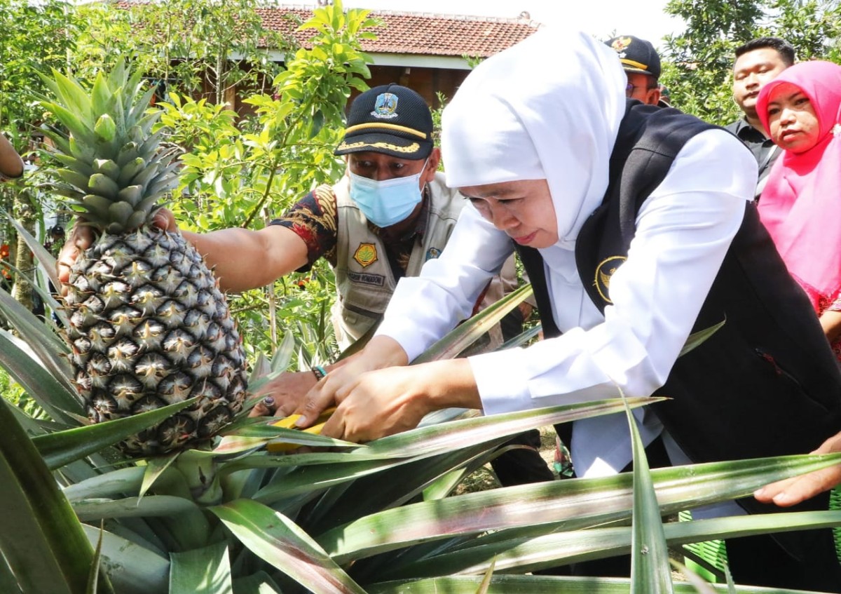 Khofifah Panen Buah Organik Berkelas Ekspor di Jember, Sampikan Pesan Presiden