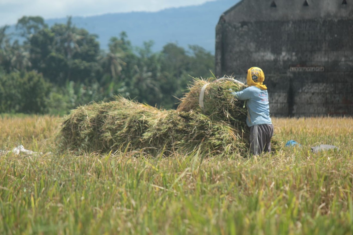 Petani di Banyuwangi saat memanen gabah yang kini harga jualnya tinggi (Foto: Eko Purwanto/jatimnow.com)