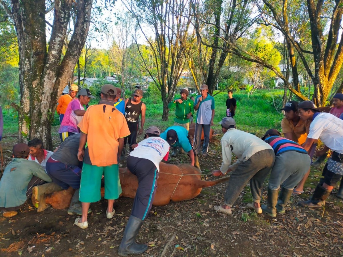 Tradisi sembelih sapi jelang lebaran di kaki Gunung Raung (Foto: Ali Nur Fatoni for jatimnow.com)
