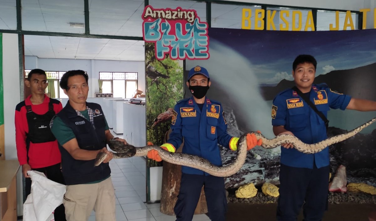 Ular piton milik penumpang Bus Akas tujuan Banyuwangi saat diserahkan ke BKSDA (Foto: Dinas Damkar Banyuwangi for jatimnow.com)