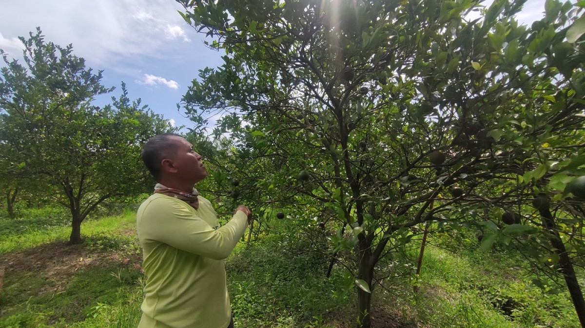 Petani di Banyuwangi Rugi Puluhan Juta karena Jeruknya Dipanen Maling