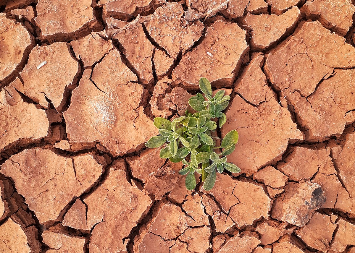 foto: Renzo D'souza/unsplash.com