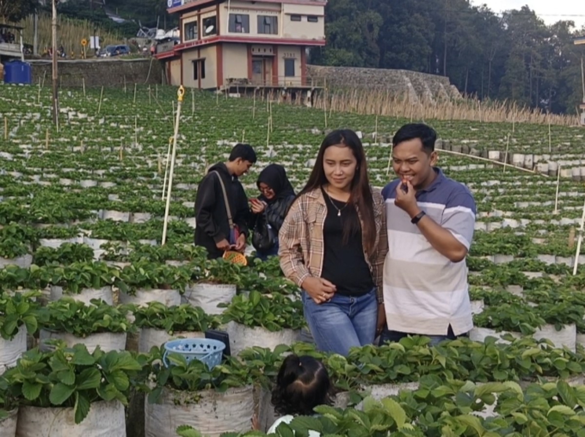 Pengunjung wisata petik buah strawberry di Magetan. (Foto: Rama Indra/jatimnow.com)