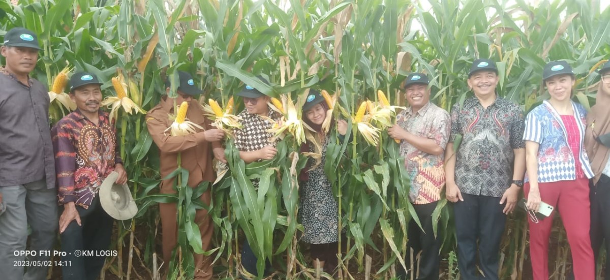 Sidi Asmono Komite Eksekutif Masbiopi bersama tim, didampingi ketua APJI Sholahuddin, melihat hasil tanam jagung lahan pertanian Desa Bayubang, Kecamatan Solokuro. (Foto : Adyad Ammy Iffansah/jatimnow.com)