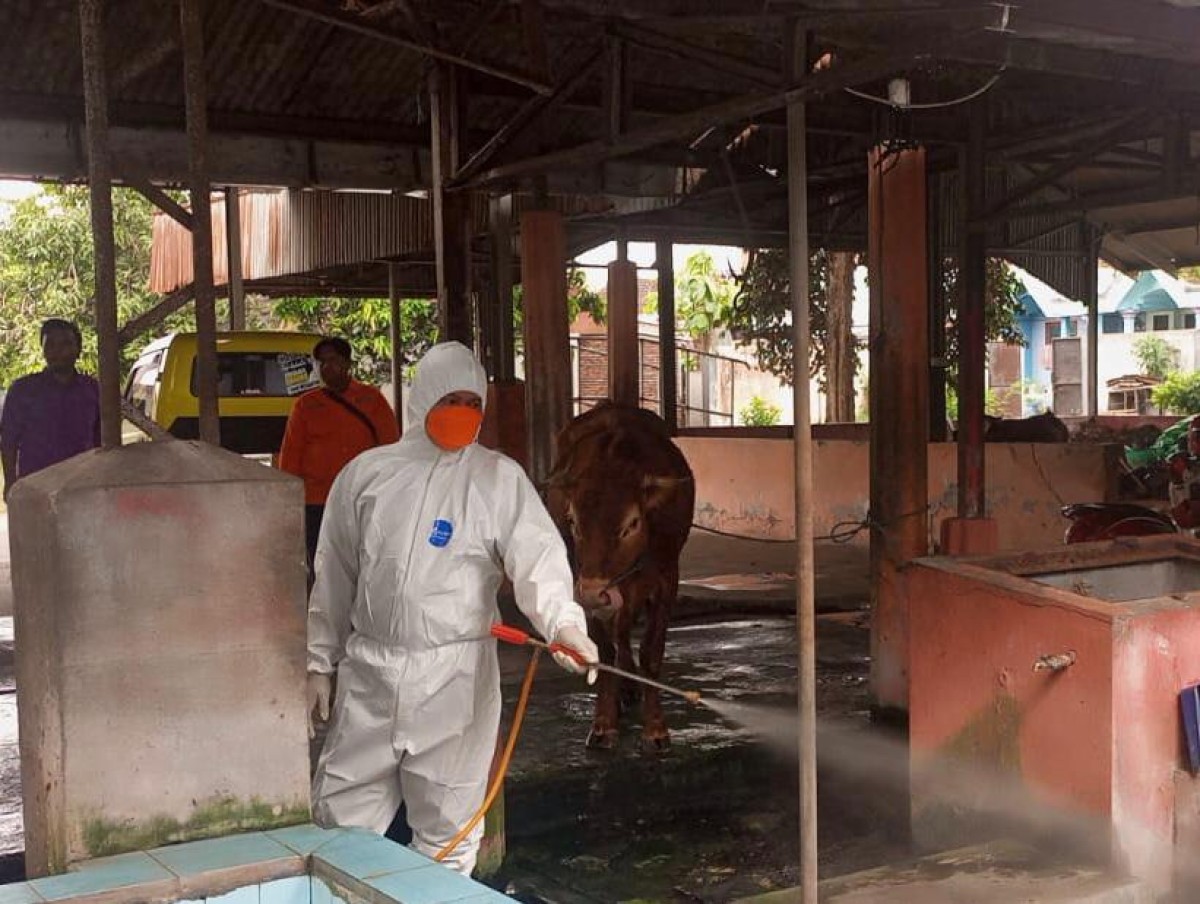 BPBD Umumkan PMK di Jatim Terkendali, Ini Datanya