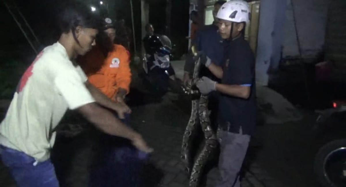 Kerap Makan Ternak Warga Jombang, Ular Sanca Kembang Sepanjang 4 Meter Dievakuasi Damkar