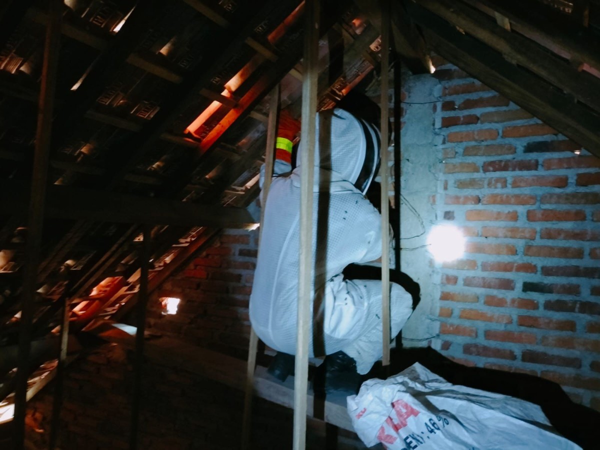 Proses evakuasi sarang tawon vespa di rumah warga Banyuwangi (Foto: Damkar BKO Srono for jatimnow.com)