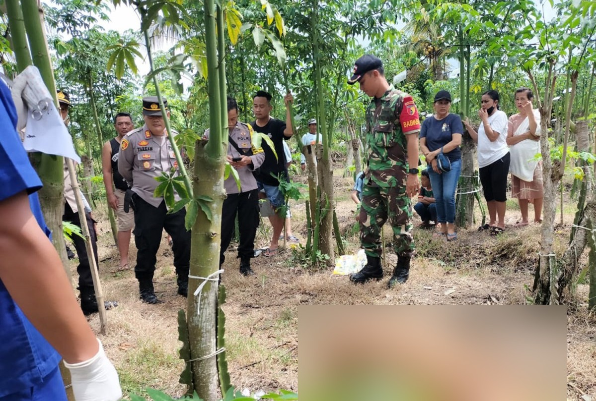 Buruh Tani di Banyuwangi Ditemukan Tewas dalam Kebun Buah Naga Milik Bosnya
