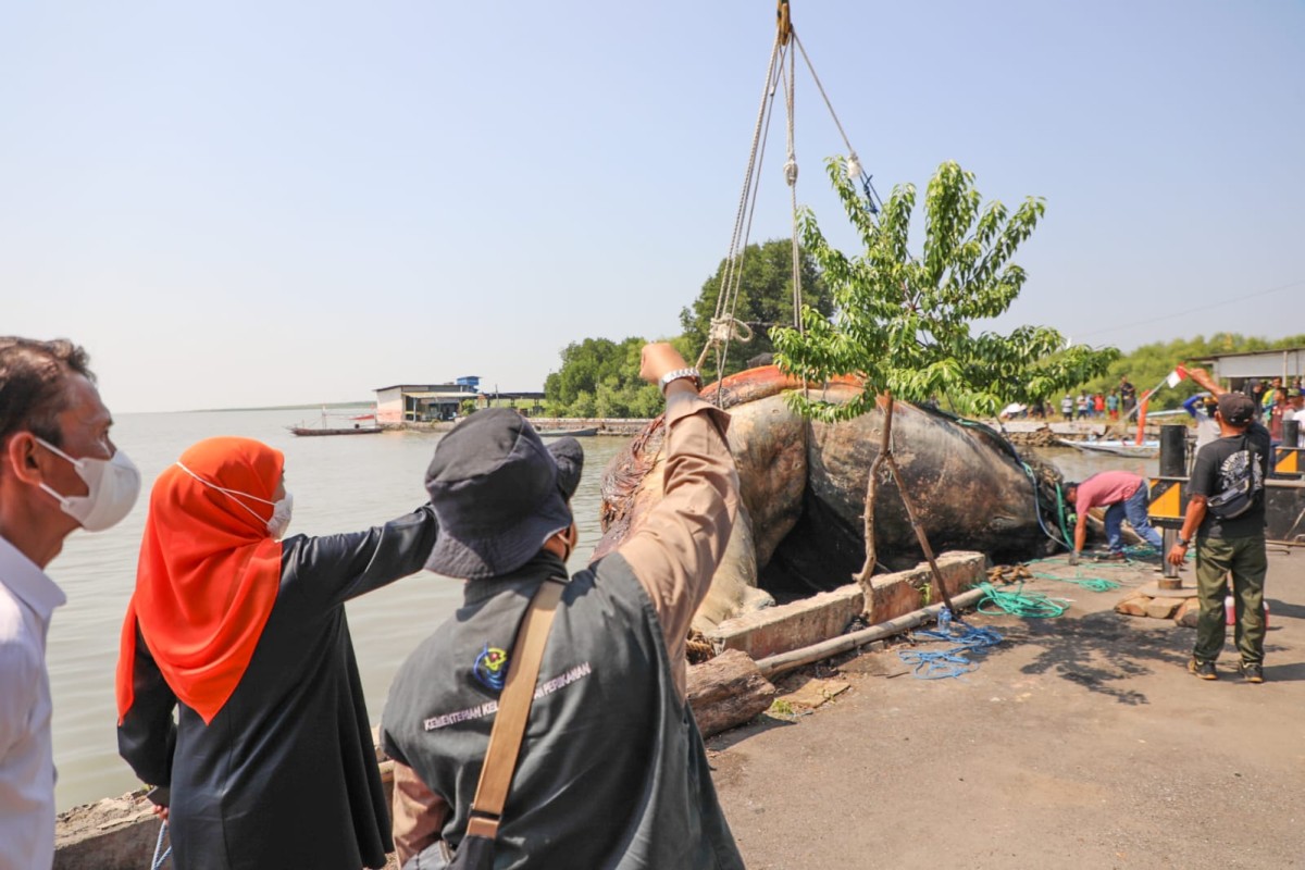 Gubernur Khofifah melihat proses evakuasi bangkai paus balin untuk nantinya dimuseumkan ke Jatim Park (foto: Humas Pemprov Jatim for jatimnow.com)