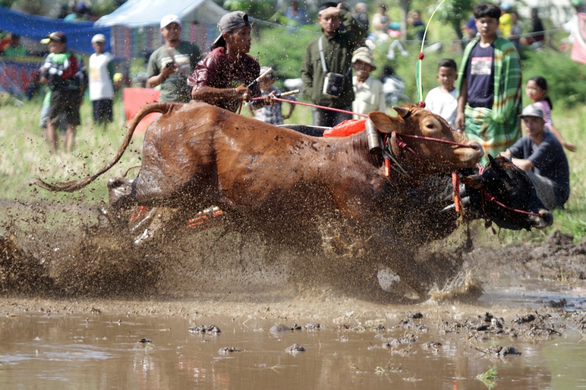 Karapan Sapi Brujul di Kota Probolinggo (Foto-foto: Achmad Supriyadi/jatimnow.com)