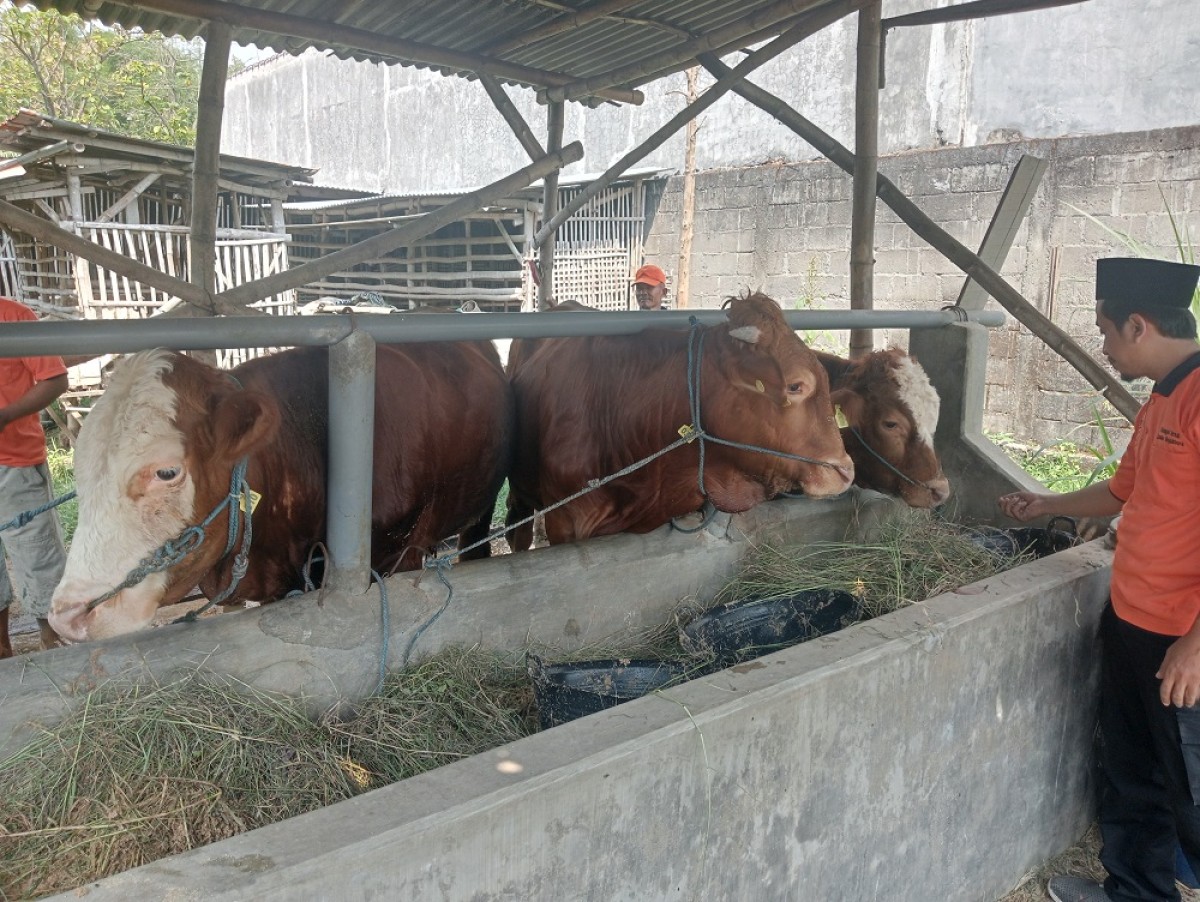 Sapi kurban yang disiapkan kelompok ternak Lembu Sejahtera di Dusun Kemuning, Desa Tanggungan, Gudo. (Foto: Elok Aprianto/jatimnow.com)