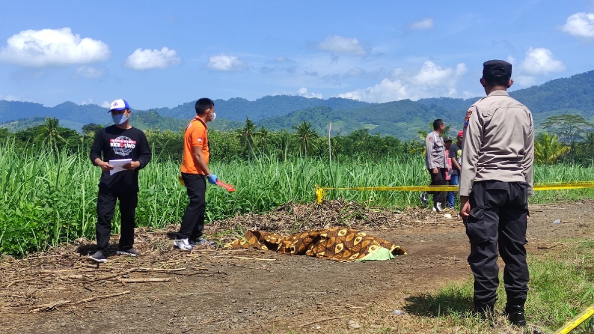 Pembacokan di Perkebunan PTPN XII Banyuwangi, 1 Tewas