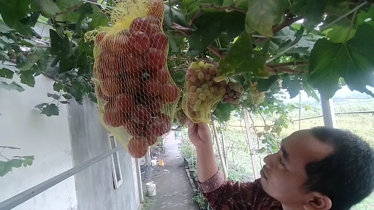 Tanaman anggur impor milik warga Desa Mojowarno Kecamatan Mojowarno. (Foto: Elok Aprianto/jatimnow.com)
