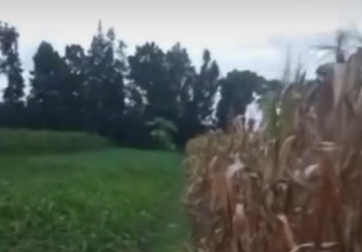 Jagung yang rusak karena diduga dicuri (Foto: Tangkapan layar video unggahan akun Instagram @infokediriraya)