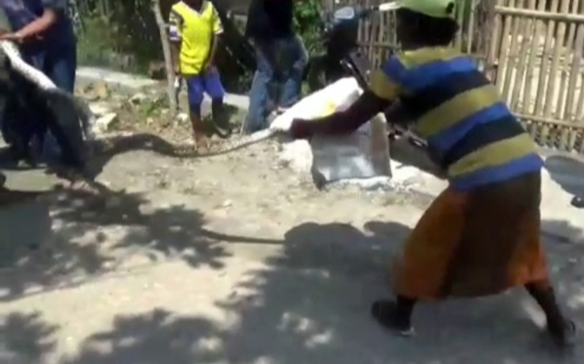 Heboh Ular Sanca Lilit Mesin Mobil TNI di Bangkalan