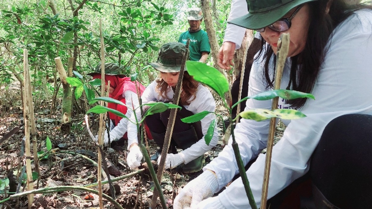 Antusiasme Oriflame menanam bibit pohon mangrove di Wonorejo, Surabaya (foto: Ni'am Kurniawan/jatimnow.com)